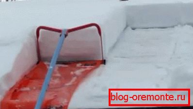 Skrobaczka dachowa