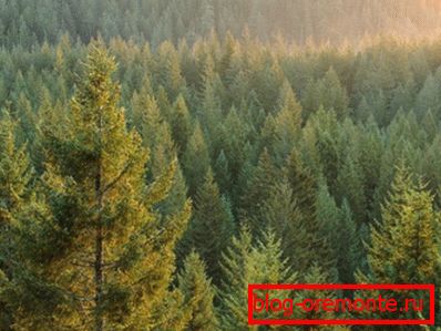 Zdjęcia z lasu iglastego - głównego dostawcy drewna Zdjęcia z lasu iglastego - głównego dostawcy drewna
