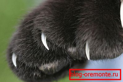 Odporność na szpony zwierząt